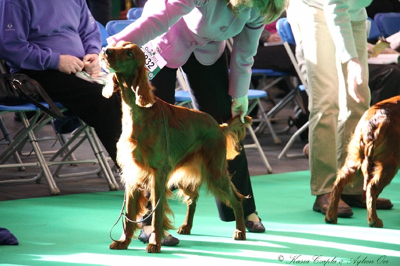 Crufts2011 058.jpg